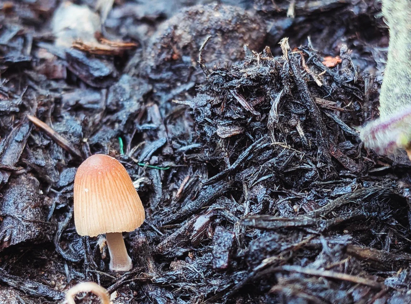 Illustration of mushroom compounds connecting with human biology